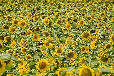 《索尼克×夏特 世代重启》将在“东京电玩展2024”世嘉／ATLUS展位中出展